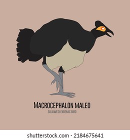 Maleo Vector (Macrocephalon maleo). Maleo is an endemic Megapode Bird that can only be found in Sulawesi, Indonesia