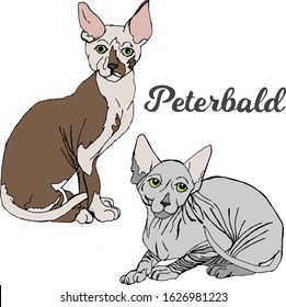 Males breed Peterbald with green eyes