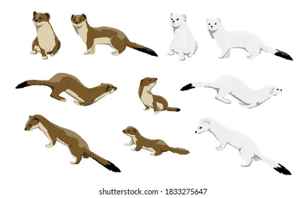 Males, females and calves of ermines are winter white and summer brown. Wild animals of the arctic. Mustela erminea. Vector illustration