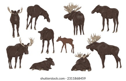 Males with large horns, females and cubs of the European elk Alces alces stand, walk and lie down. Realistic vector animals