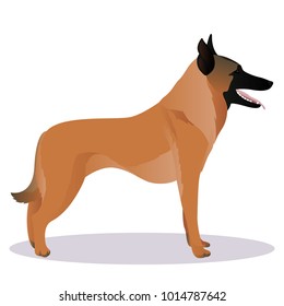 Malinois cartoon dog