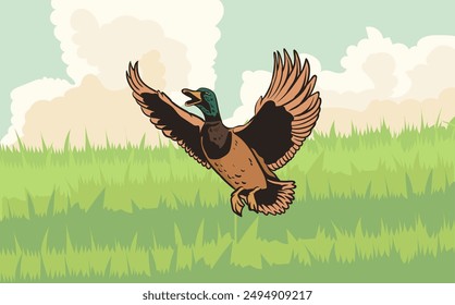 Mallard bird in flight with grass bund background