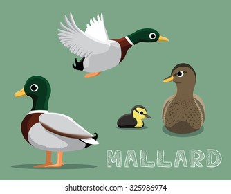 Mallard Cartoon Vector Illustration