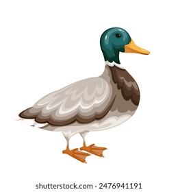 Mallard, cartoon waterfowl male wild duck. Bird with green head and white collar, brown wings and body, webbed feet. Cute wild drake standing, ornithology mascot, cartoon duck vector illustration