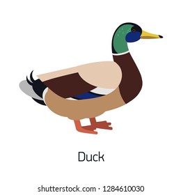 Mallard or dabbling duck isolated on white background. Male of water bird with colorful plumage. Beautiful cute wild avian species, waterfowl. Modern vector illustration in trendy flat style.