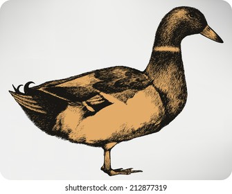 Mallard drake, hand-drawing. Vector illustration.