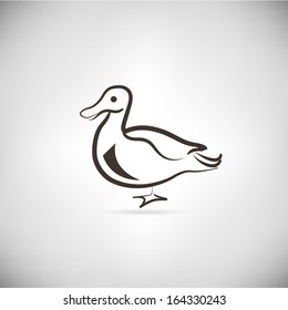 mallard duck