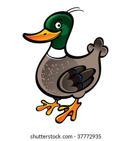 Mallard Duck