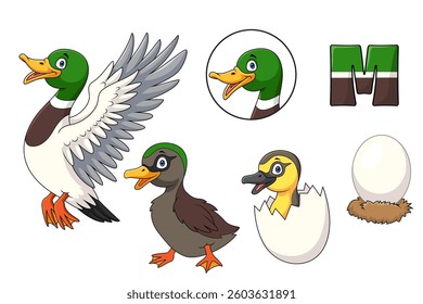 Mallard duck cartoon evolving from egg to adult
