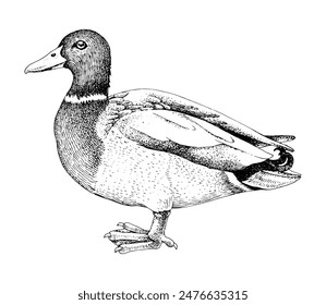 Mallard Duck drake sketched vector illustration