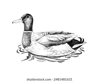 Mallard Duck drake bosquejó la Ilustración vectorial