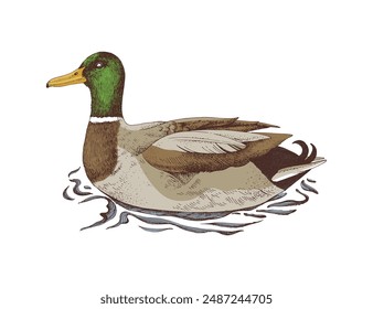 Mallard Duck drake sketched vector illustration