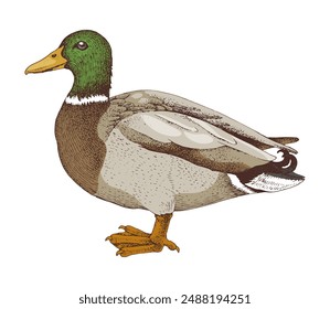 Mallard Duck drake sketched vector illustration