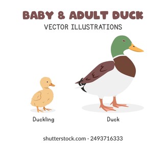 Mallard duck and duckling vector illustrations. Adult and baby duck cartoon clipart in flat style. Farm animals concept