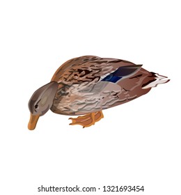 Mallard duck feeding. Vector illustration isolated on the white background