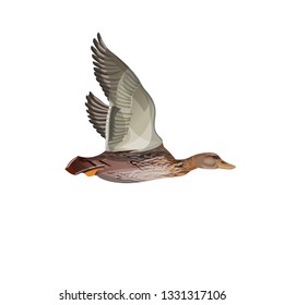 Mallard duck flight. Vector illustration isolated on the white background