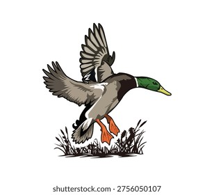 Mallard duck in flight vector illustration. Hand-drawn style of a wild drake landing in marsh grass. Side view of a flying duck with green head and orange webbed feet, isolated on white background. Ideal for hunting, nature, and wildlife designs.