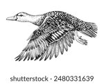 Mallard duck flying hand drawn vector