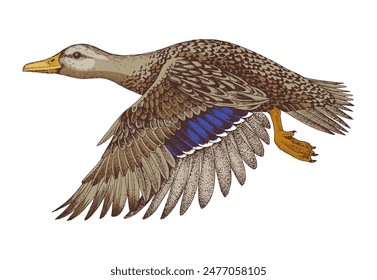 Mallard duck flying hand drawn vector