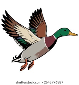 Pato Mallard voando ilustração vetor isolado sobre fundo branco