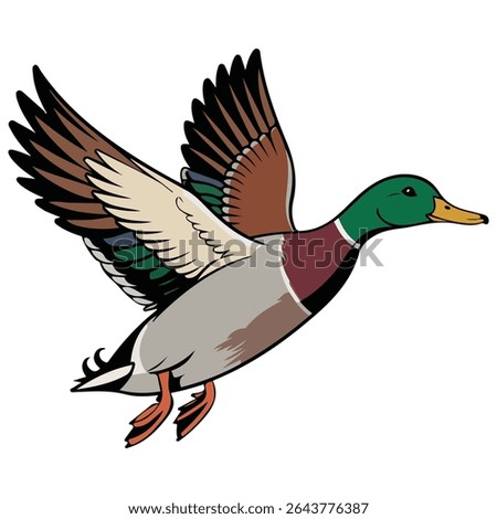 Mallard duck flying isolated vector illustration on white background