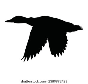A mallard duck flying south. Vector illustration.