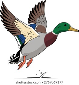 Mallard duck flying with wings spread wildlife waterfowl graceful