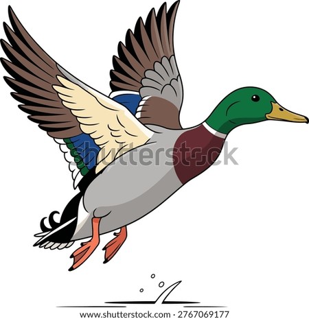 Mallard duck flying with wings spread wildlife waterfowl graceful