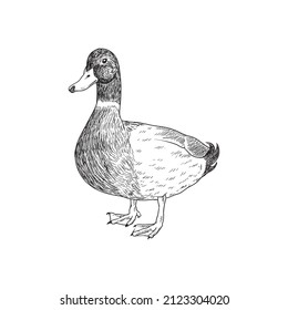 212 987 Mallard Images, Stock Photos, and Vectors | Shutterstock