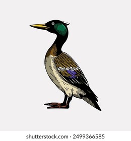 Mallard Duck hand drawn vector illustration