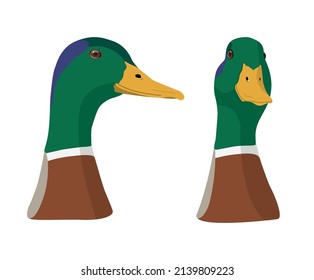 Mallard duck head isolated on white background