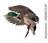 Mallard Duck Hunting illustration logo vector image t shirt