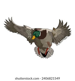 Mallard Duck Hunting illustration logo vector image t shirt