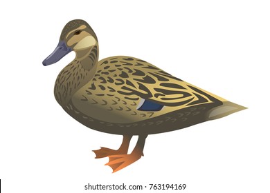 Mallard duck isolated on white background