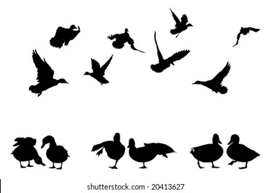 mallard duck silhouettes collection