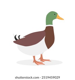 Ilustración vectorial sencilla de pato Mallard. Clipart de dibujos animados de pato, animal en estilo plano. Concepto de animales de granja, agricultura rural. Diseño de Vector de pato de aves de corral de ganado aislado sobre fondo blanco