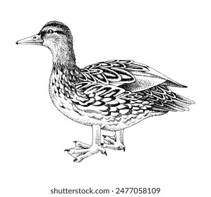 Mallard Duck sketched vector illustration