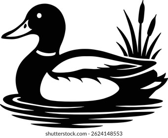 Mallard Duck Swimming in Calm Water