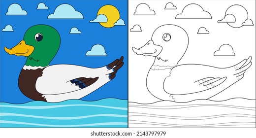 Mallard duck swimming suitable for children's coloring page vector illustration
