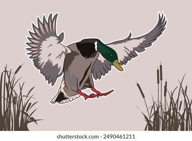mallard duck vector illustration with Cattails Silhouette