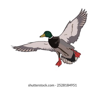 Diseño de Ilustración vectorial de pato mallard