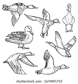 Mallard Duck Vector Sketch Wild Bird Icon