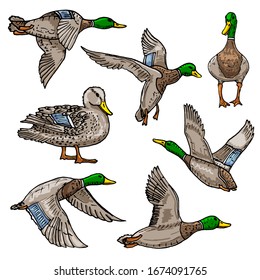 Canard Colvert Images Stock Photos Vectors Shutterstock