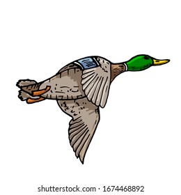 Mallard duck vector sketch wild bird icon