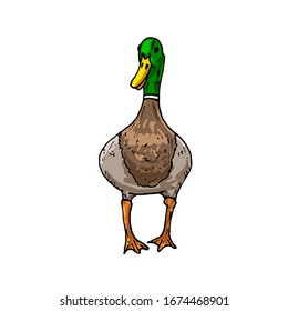 Icono de pájaro silvestre con dibujo vectorial de pato mallard