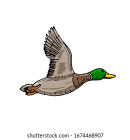 Mallard duck vector sketch wild bird icon