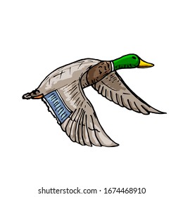 Mallard-Ente-Vektorillustration-Skizze