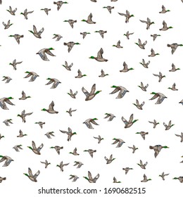 Mallard duck vector sketch wild bird icon. Seamless pattern