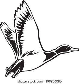 Mallard duck. Waterfowl mallard duck in flight