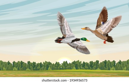 Mallard ducks fly in the spring dawn sky. Flight over the field and forest. Male and female the Mallard duck Anas platyrhynchos. Realistic vector landscape of wild birds